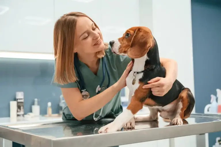 Contabilidade e assessoria fiscal para veterinárias em São Paulo: como manter tudo regularizado