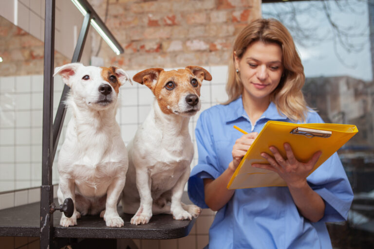 Assessoria fiscal e contábil para pet shops em São Paulo como evitar autuações no início do ano